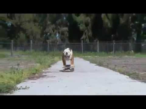 Video: Rated skimboarding dog!
